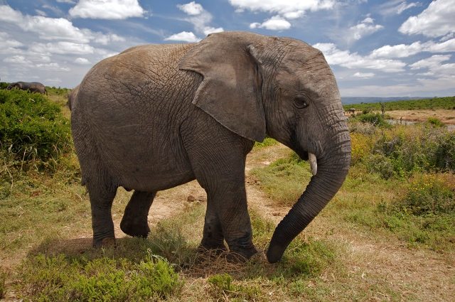 elephant